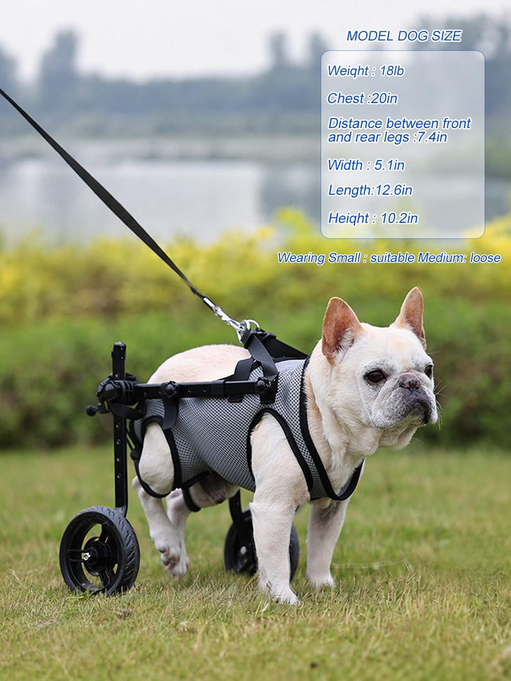 BECROWM chien utilisant le chariot au parc retrouvant liberté de mouvement