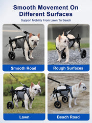 BECROWM chien en promenade regain de mobilité visible
