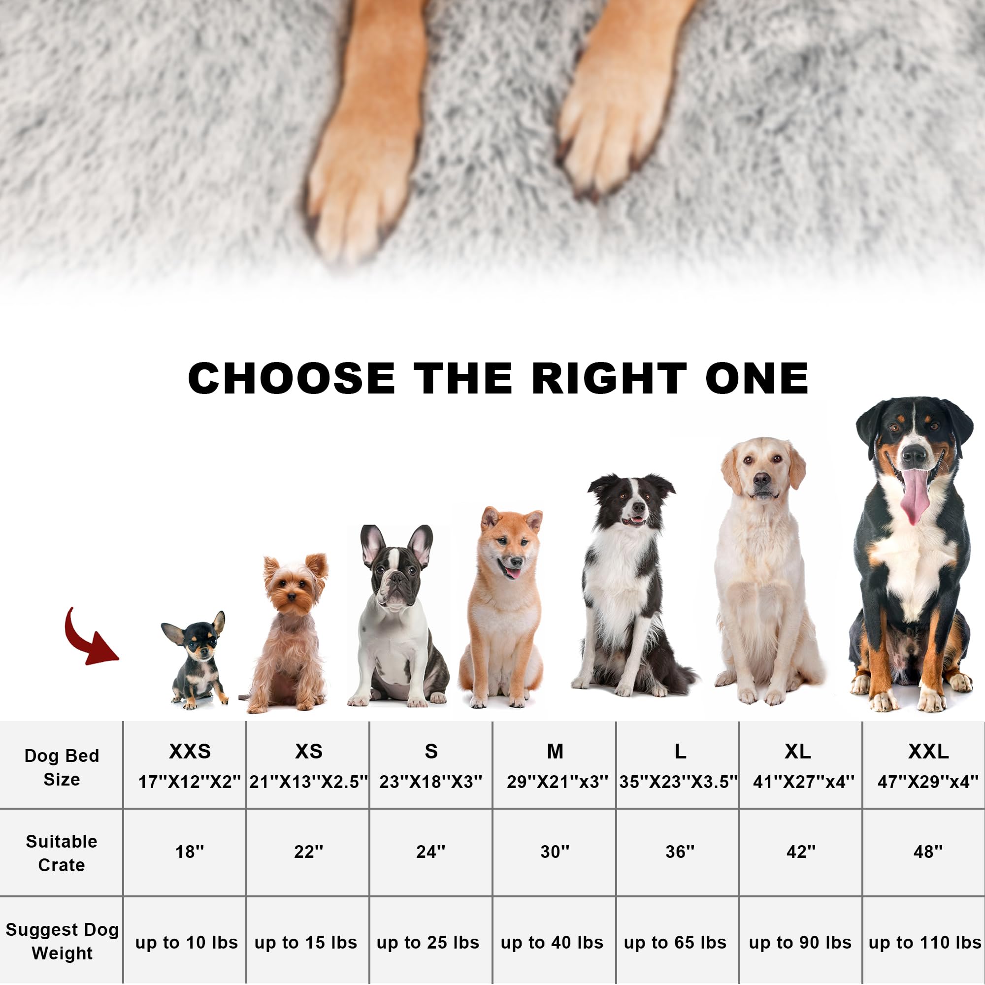 Bedfolks chiot utilisant le lit dans un salon, confort quotidien