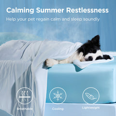 Bedsure petit chien allongé sur la couverture apportant fraîcheur immédiate