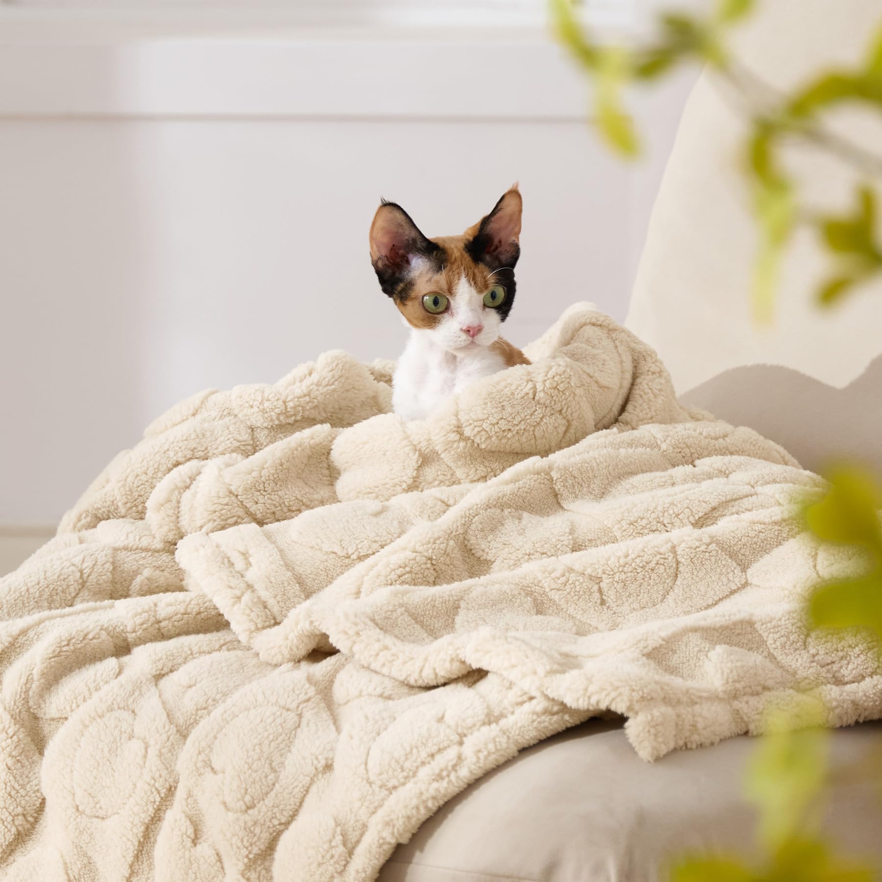 Bedsure usage quotidien avec chien blotti, encourage repos sûr