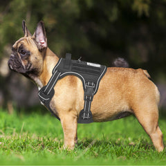 Beebiepet gros plan sur sangles et boucles durables pour réglage précis