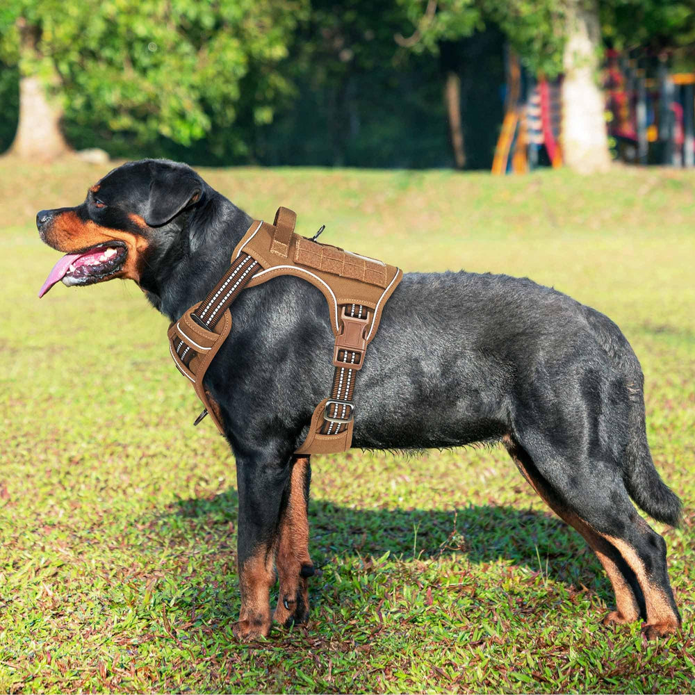 Beebiepet gros plan boucle et anneau métalliques pour durabilité