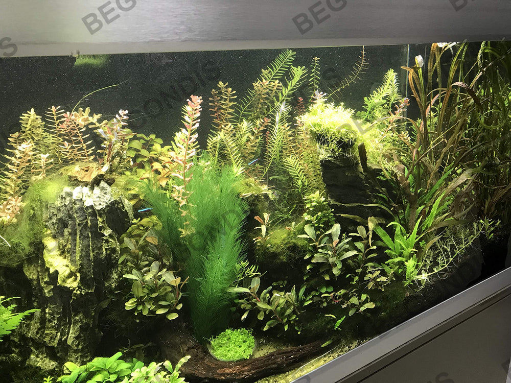 BEGONDIS plante immergée avec poissons, crée cachettes naturelles