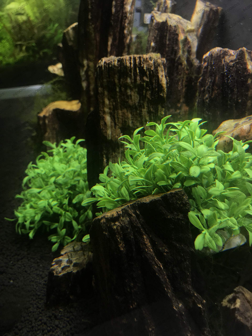BEGONDIS plante à l’échelle avec main, montre dimensions pratiques
