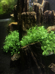 BEGONDIS plante à l’échelle avec main, montre dimensions pratiques