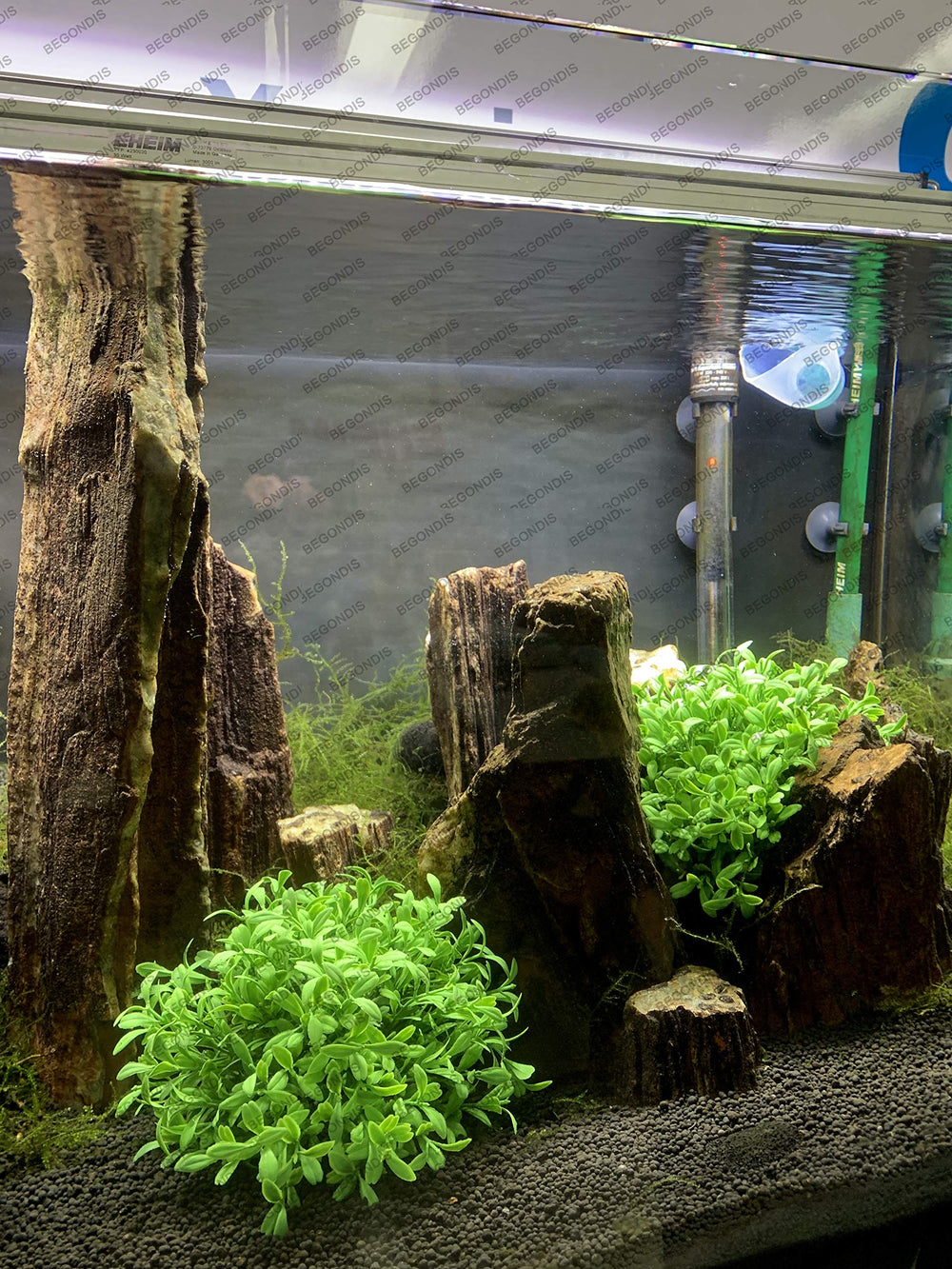 BEGONDIS plante installée en aquarium, offre des cachettes aux poissons