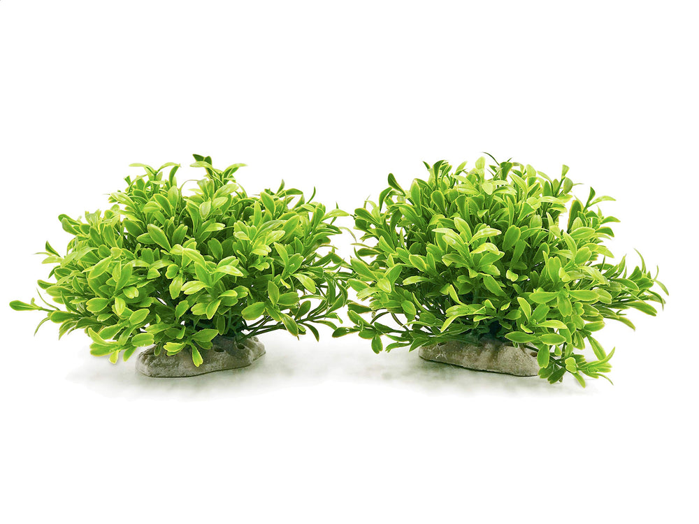 BEGONDIS vue avant du lot de plantes, esthétique améliorée