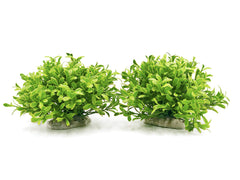 BEGONDIS vue avant du lot de plantes, esthétique améliorée