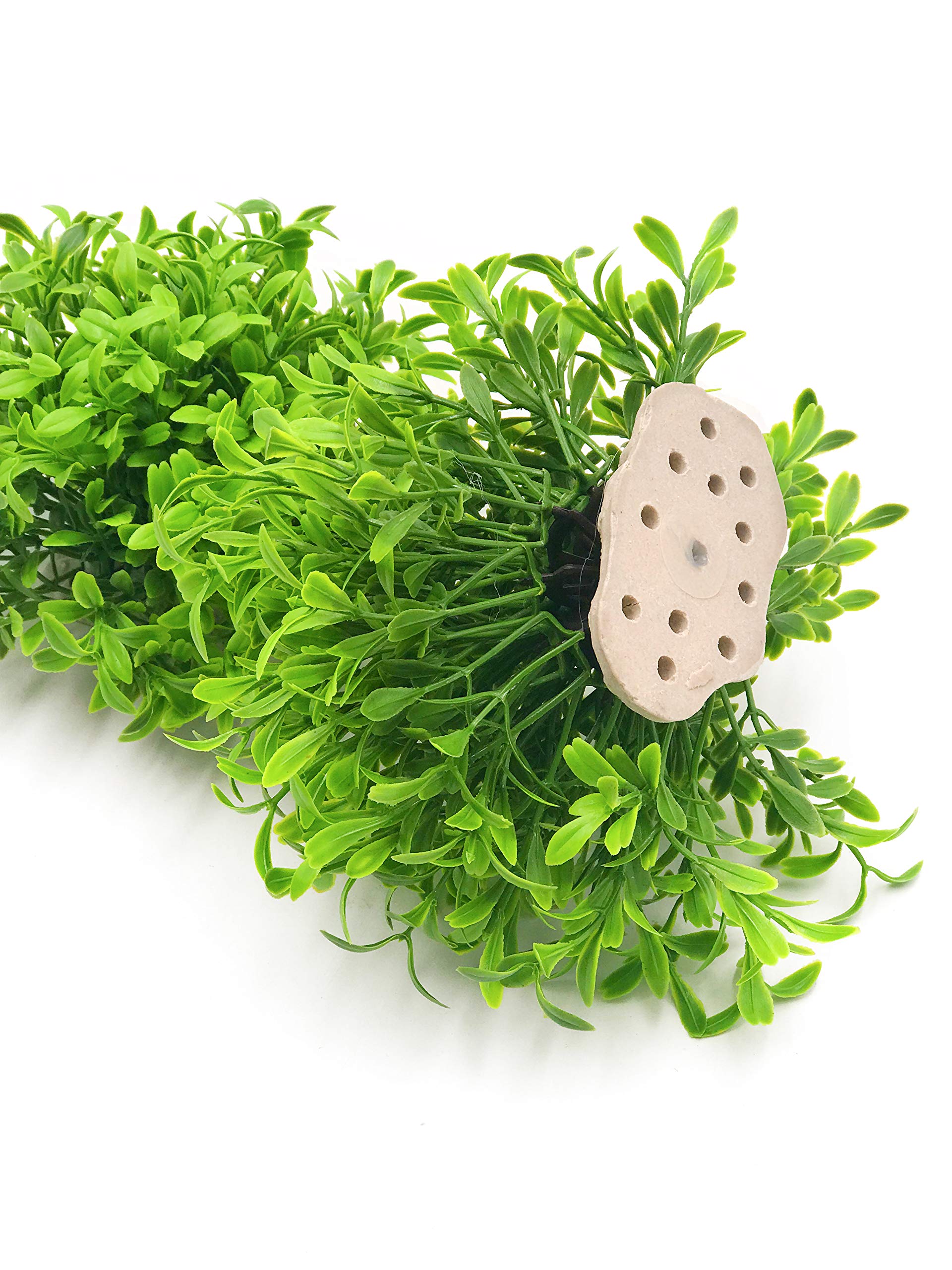 BEGONDIS plante dans décor d’aquarium, rendu naturel et sans entretien