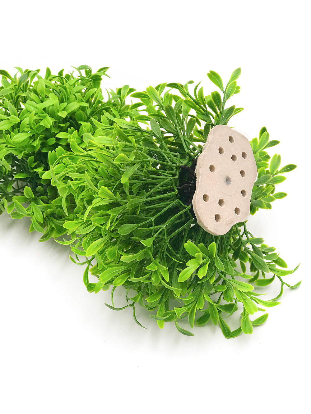 BEGONDIS plante dans décor d’aquarium, rendu naturel et sans entretien