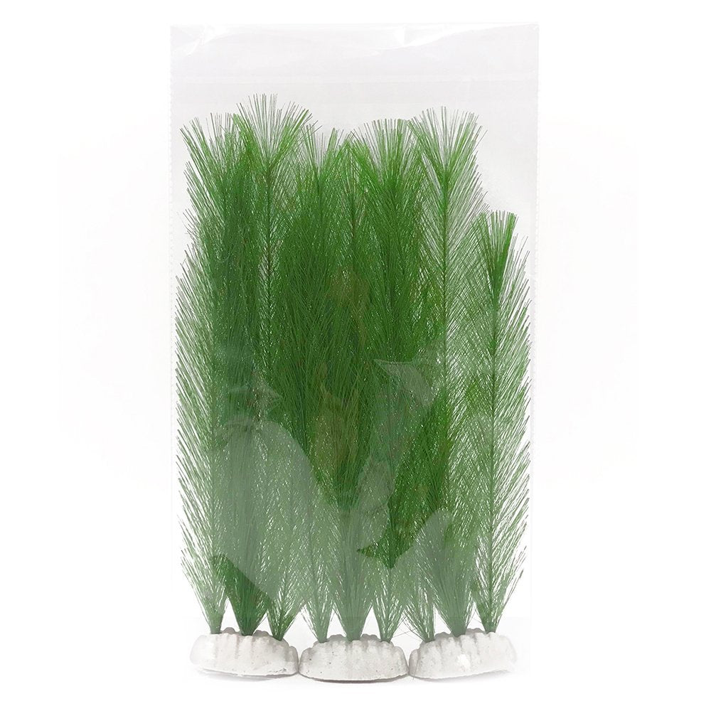 BEGONDIS plante dans salon aquarium, apporte ambiance verte instantanée