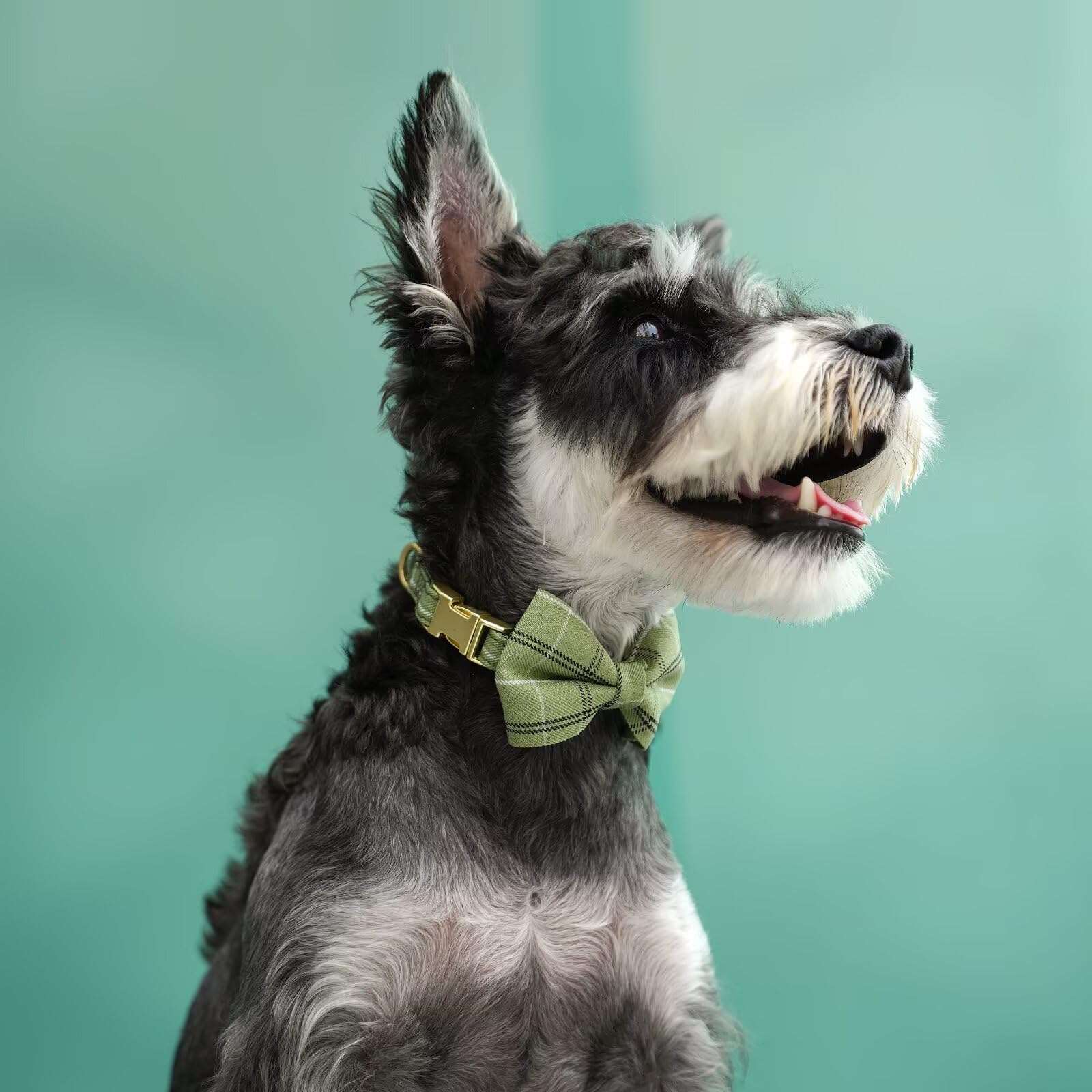 Beirui photo comparative montrant taille S sur petit chien pour ajustement