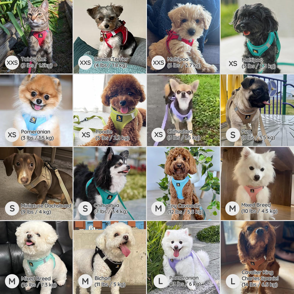 BELLA & PAL laisse avec bandes réfléchissantes pour visibilité