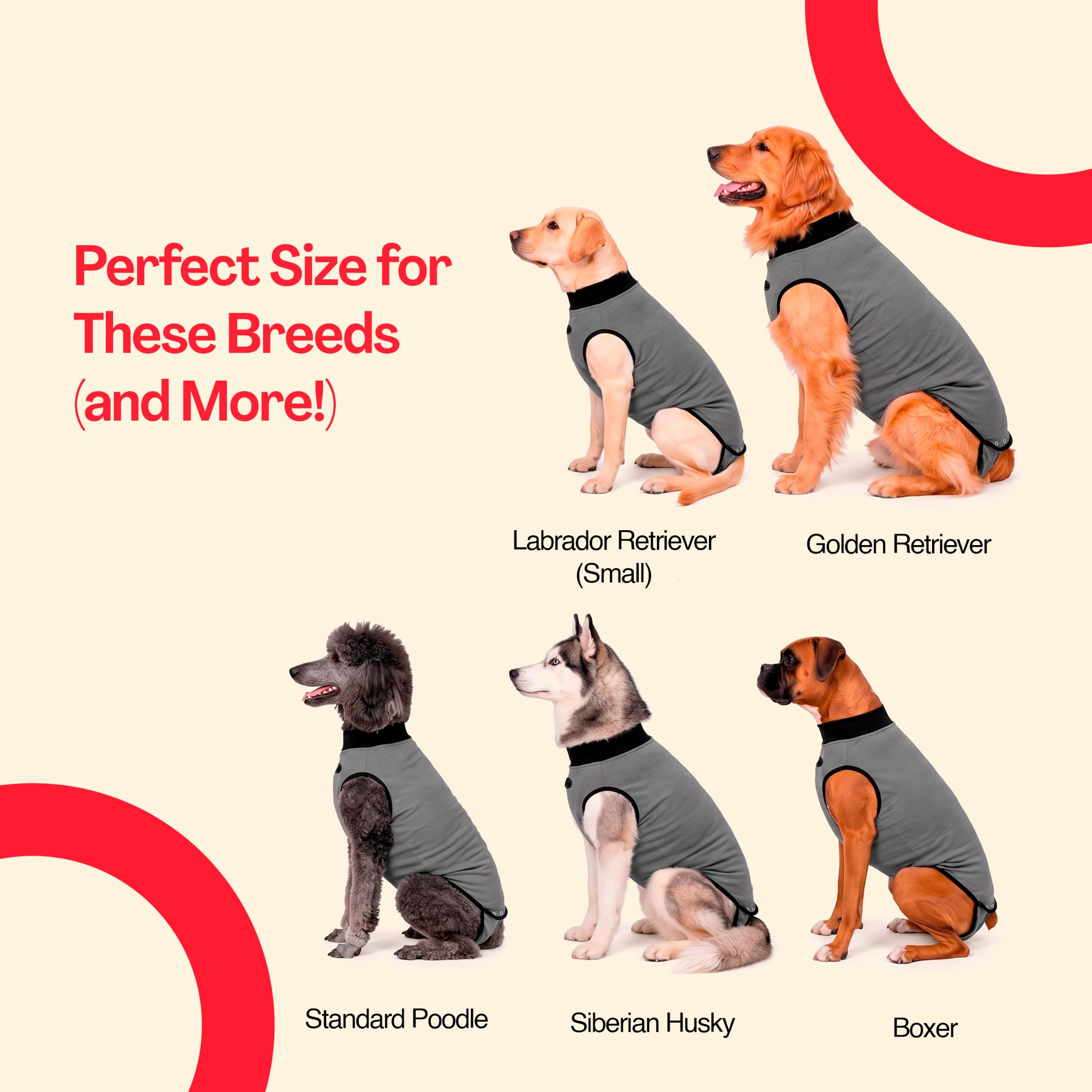 BellyGuard chien reposant sur canapé apaisé grâce au tissu doux et enveloppant