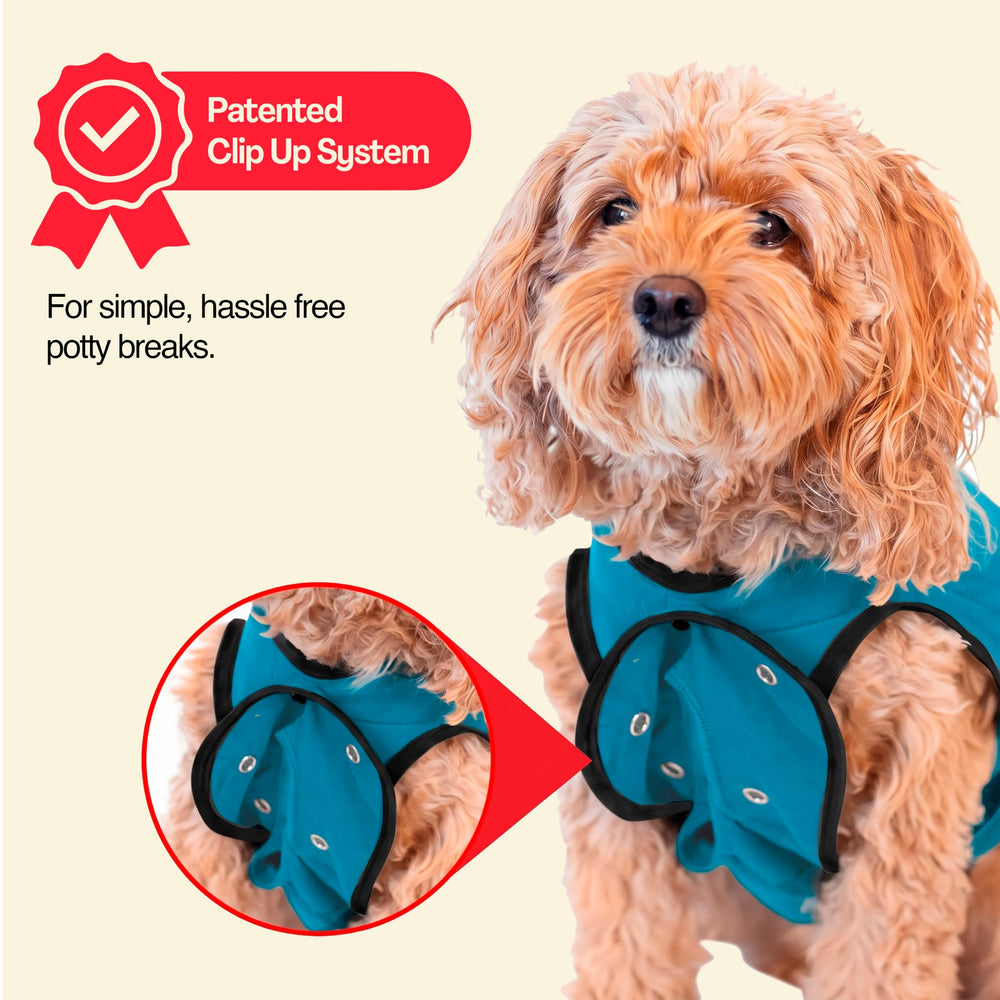 BellyGuard chiot détendu à la maison récupérant confortablement