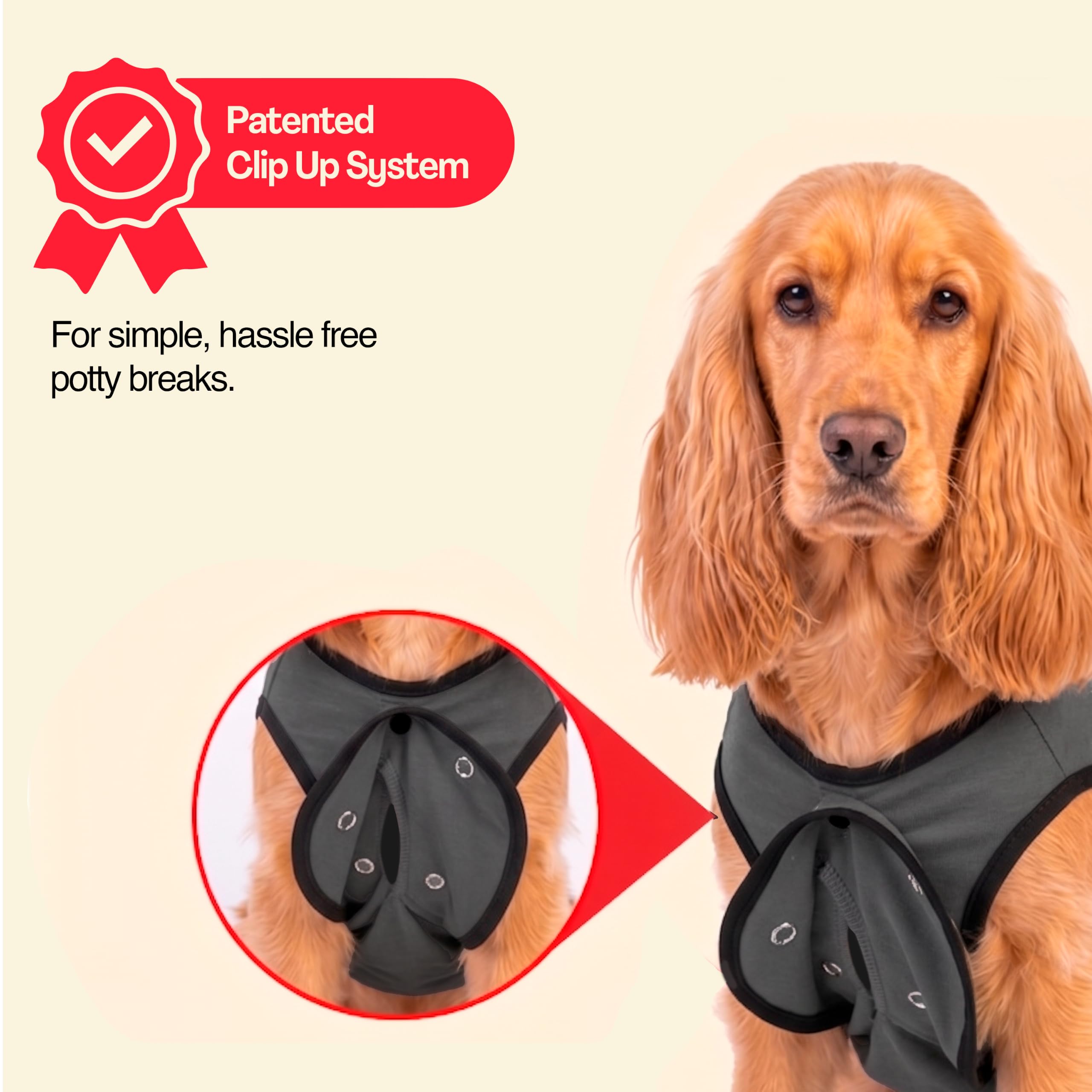 BellyGuard mise en place facile sur chien adulte, habillage rapide