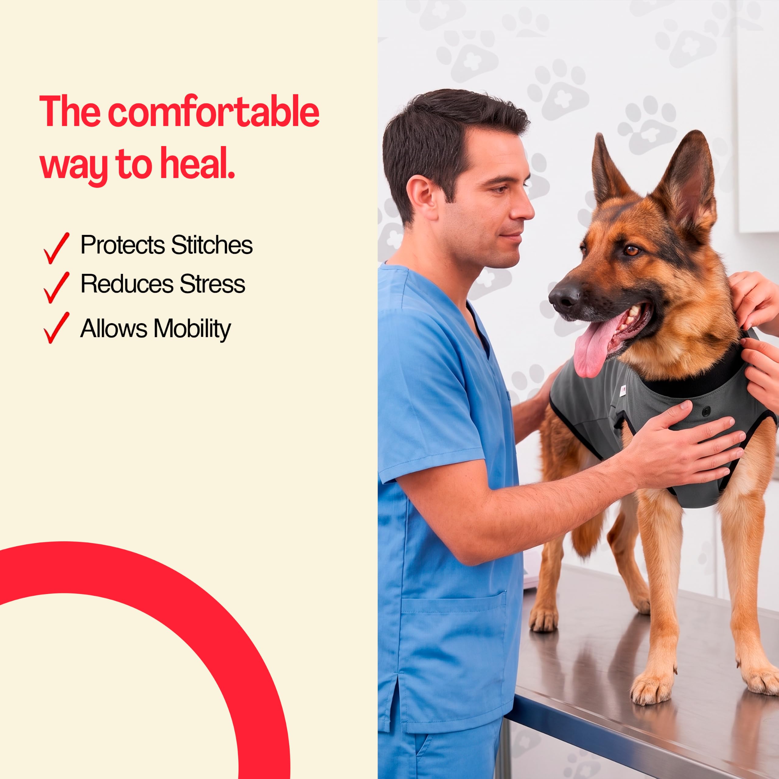 BellyGuard chien couché calme pour récupération sans collerette