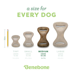 Chien tenant Benebone Dental Chew en mâchant, réduit l'ennui