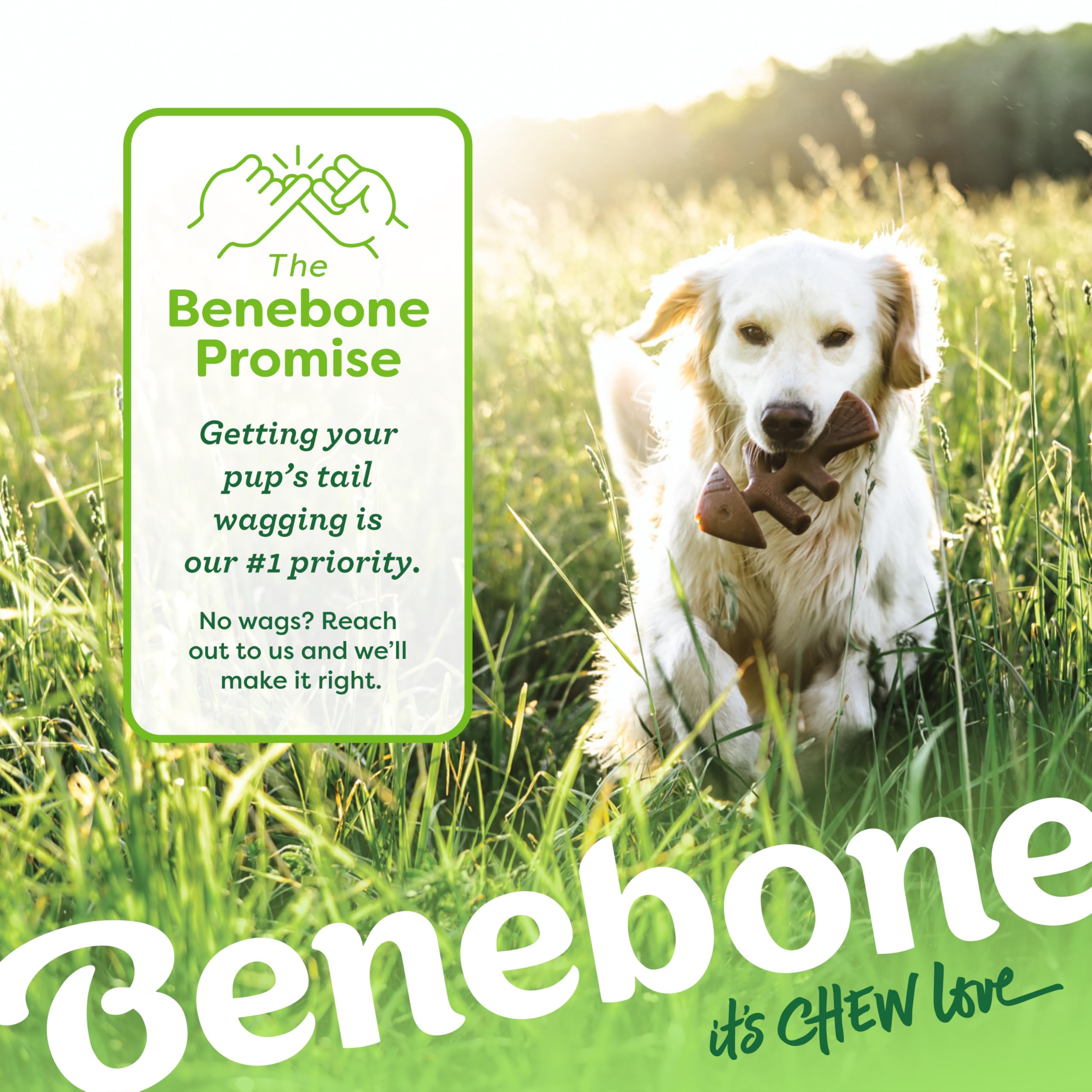 Benebone jouet usé modéré après usage montrant quand remplacer pour sécurité
