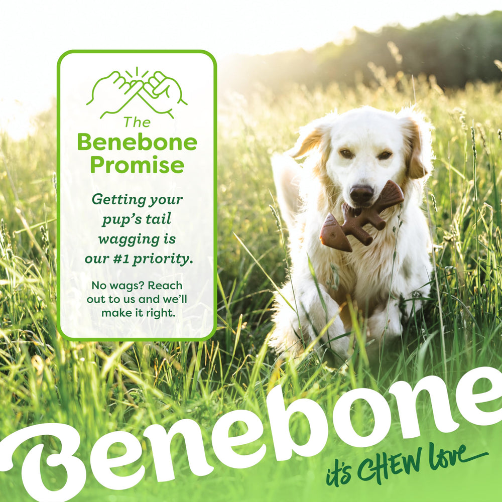Benebone jouet usé modéré après usage montrant quand remplacer pour sécurité