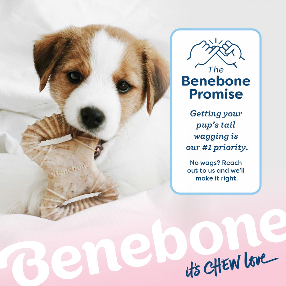 Benebone en intérieur sur tapis montrant usage pendant temps calme