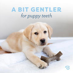 Benebone gros plan sur le Maplestick en bois d'érable, texture stimulant les gencives