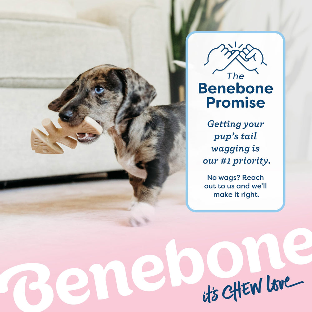 Scène domestique avec chien mâchant Benebone Fishbone pour diversion