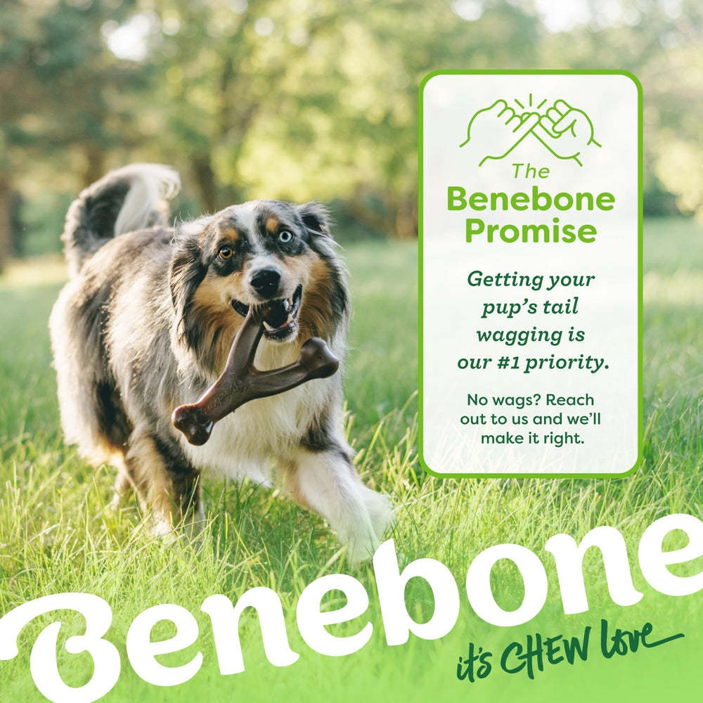 Benebone dans un salon montrant divertissement et calme domestique