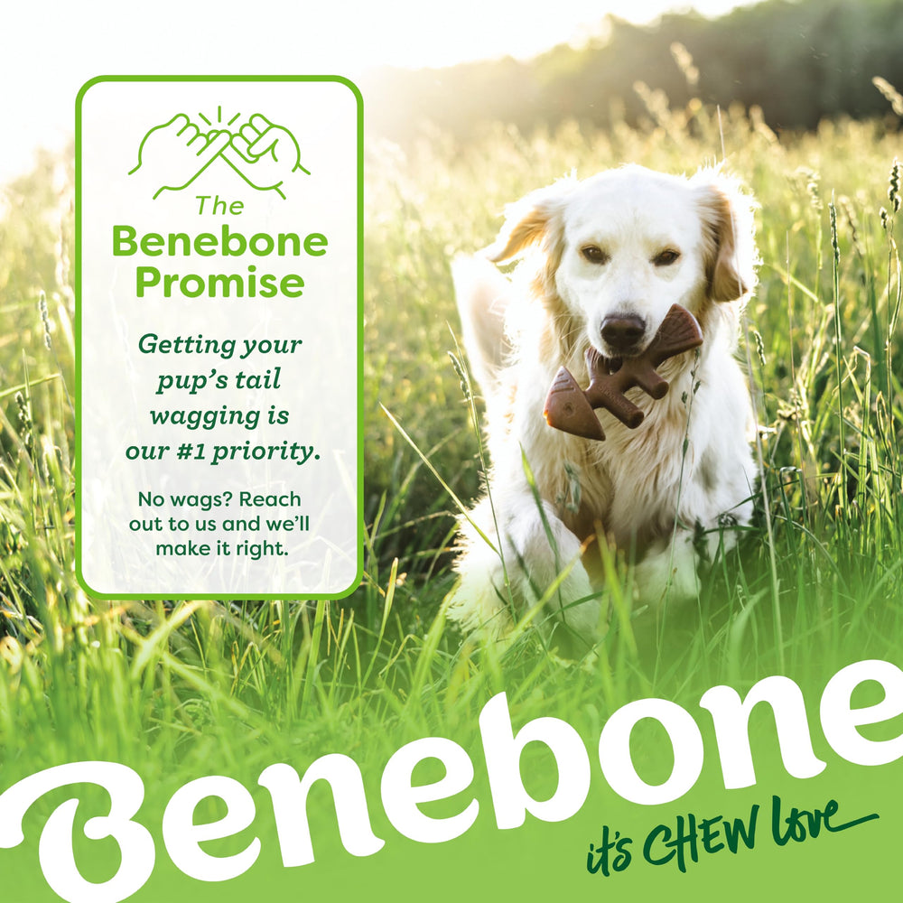 Propriétaire donnant Benebone à son chien pour enrichissement quotidien