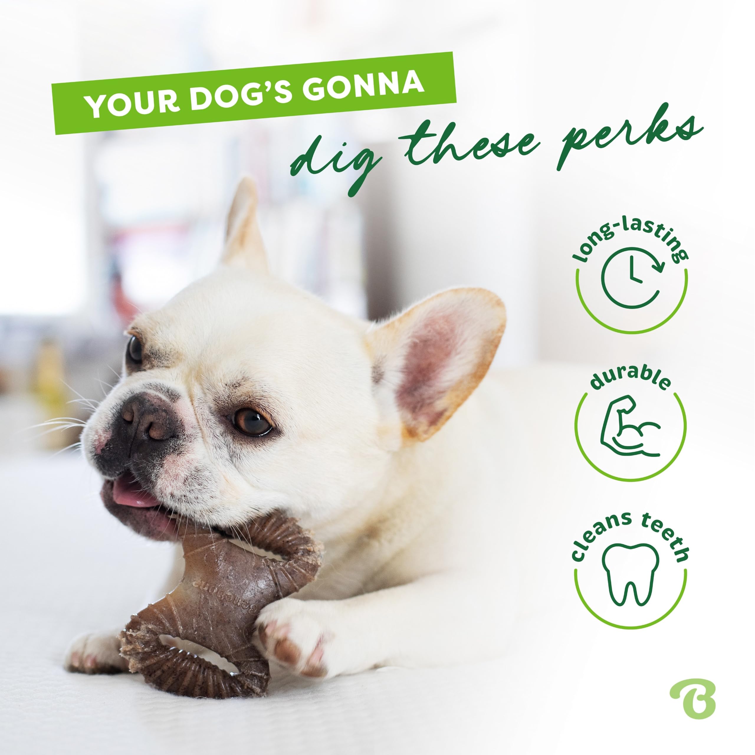 Chien tenant Benebone Tiny avec sa patte pour mâcher bénéfice stimulation mentale