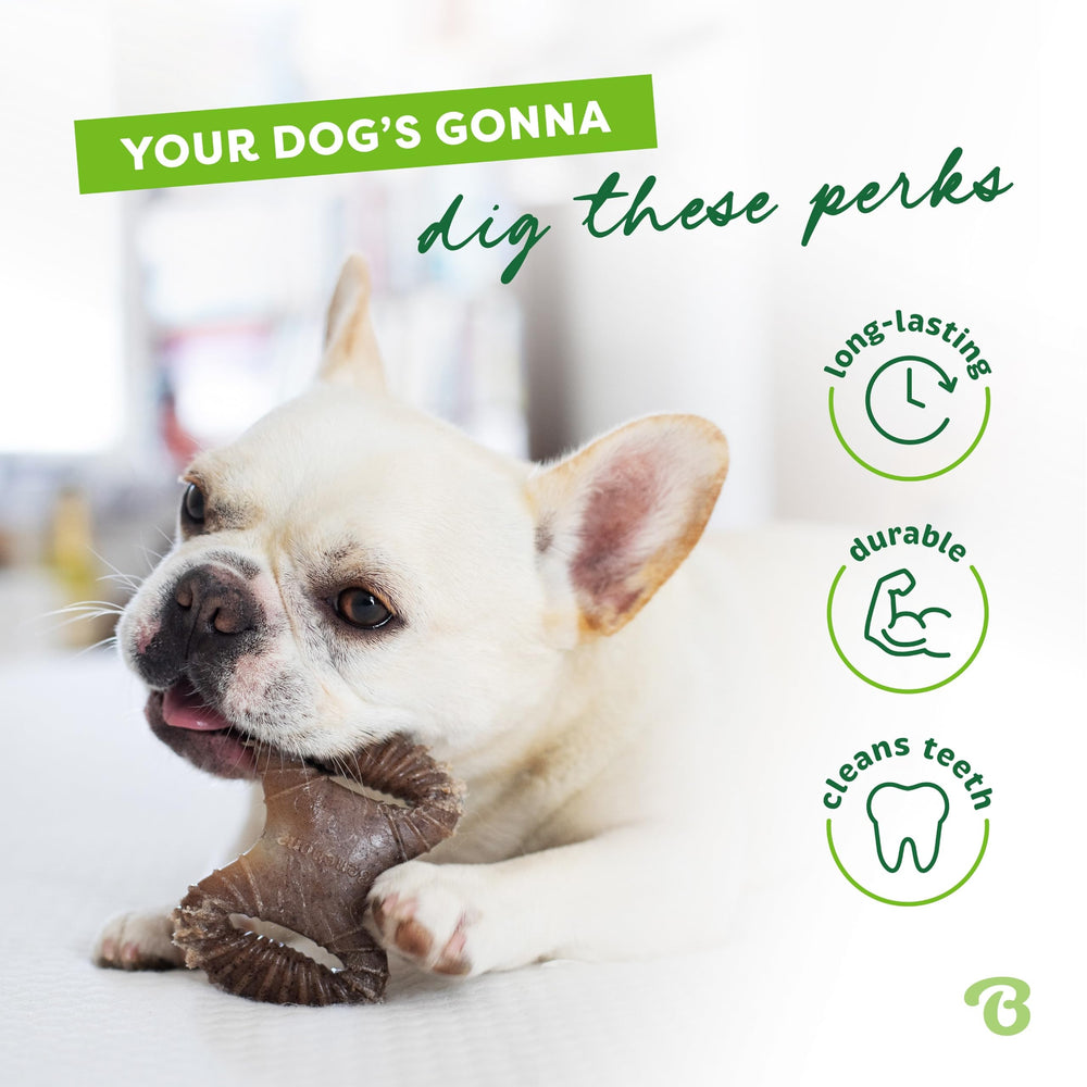 Chien tenant Benebone Tiny avec sa patte pour mâcher bénéfice stimulation mentale