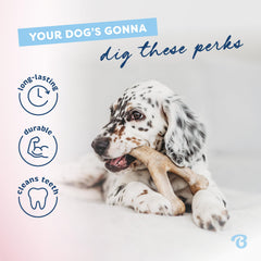 Benebone chiot tenant le Wishbone et mâchant calmement