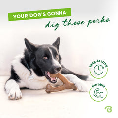 Chien tenant Benebone Wishbone, Benebone favorise concentration et distraction
