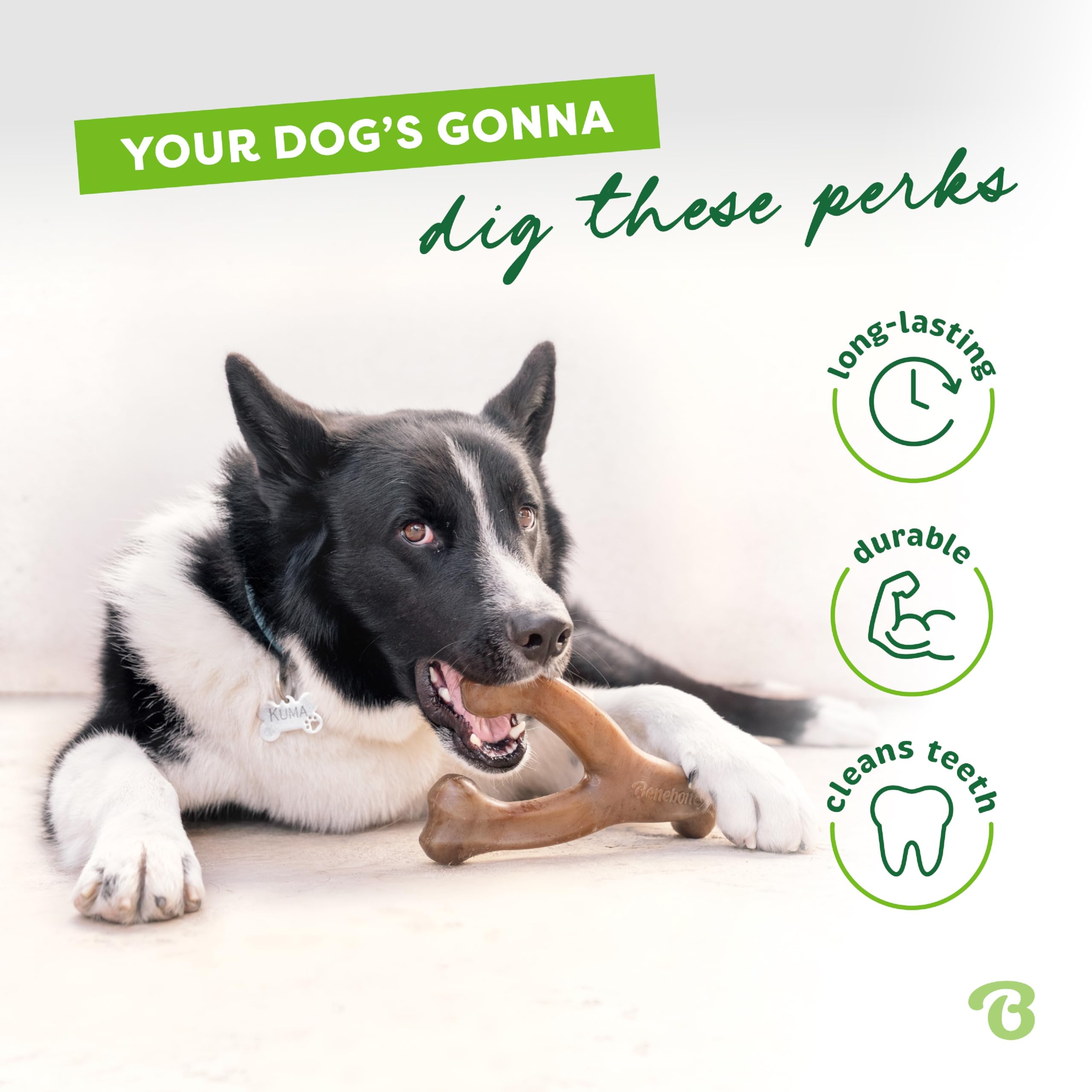 Chien mâchant Benebone Wishbone Small en intérieur, concentration et distraction durable