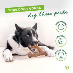 Chien mâchant Benebone Wishbone Small en intérieur, concentration et distraction durable
