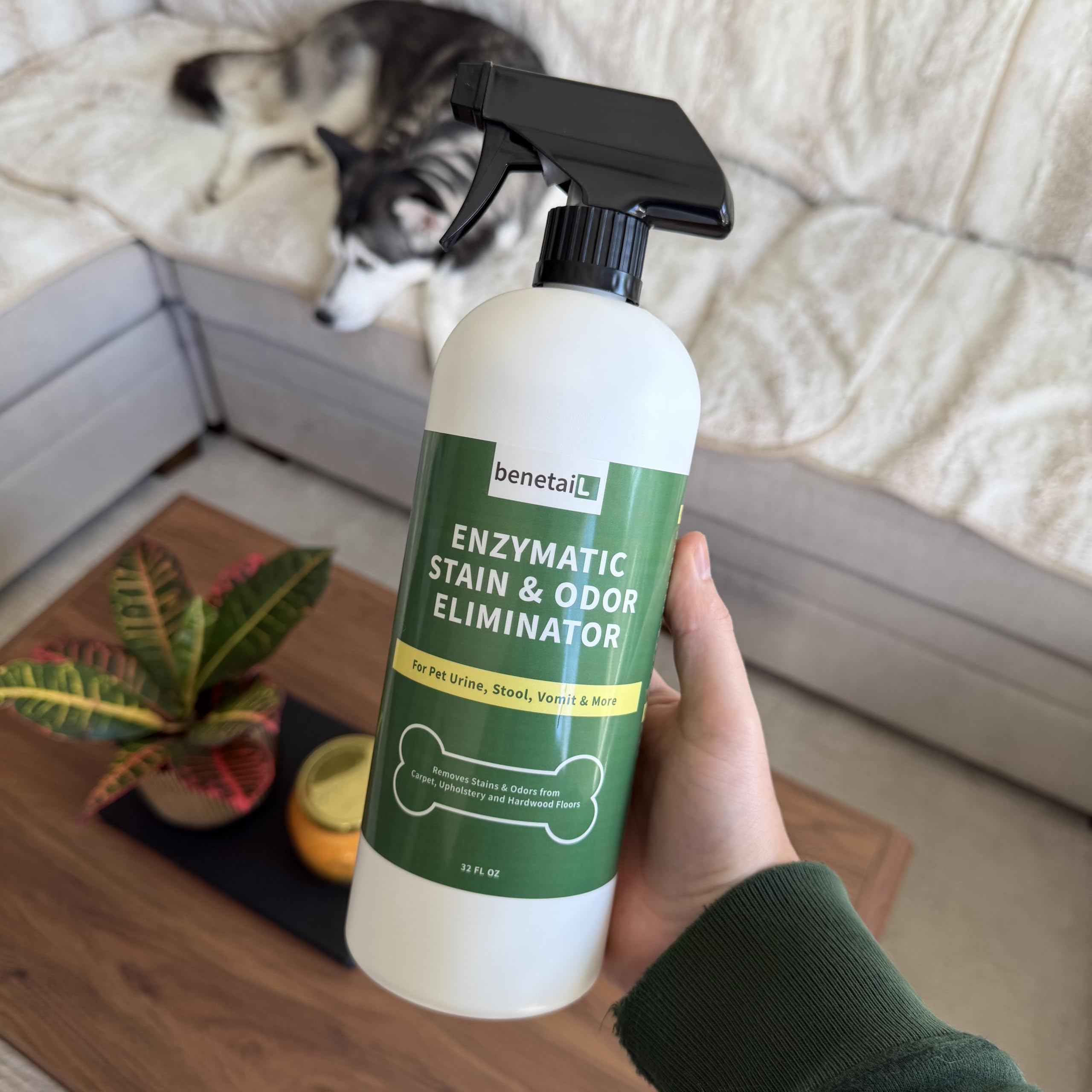 Benetail en action sur tapis éliminant urine et odeurs visibles