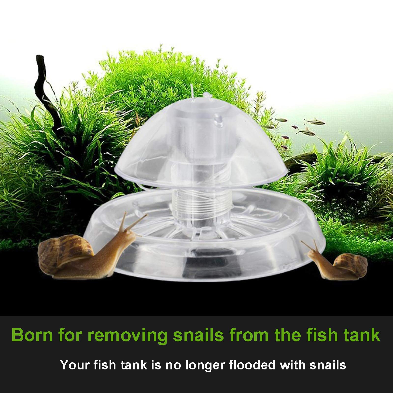 Besimple piège escargot en utilisation au fond d'un aquarium pour capture discrète