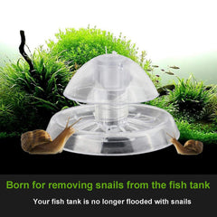 Besimple piège escargot en utilisation au fond d'un aquarium pour capture discrète