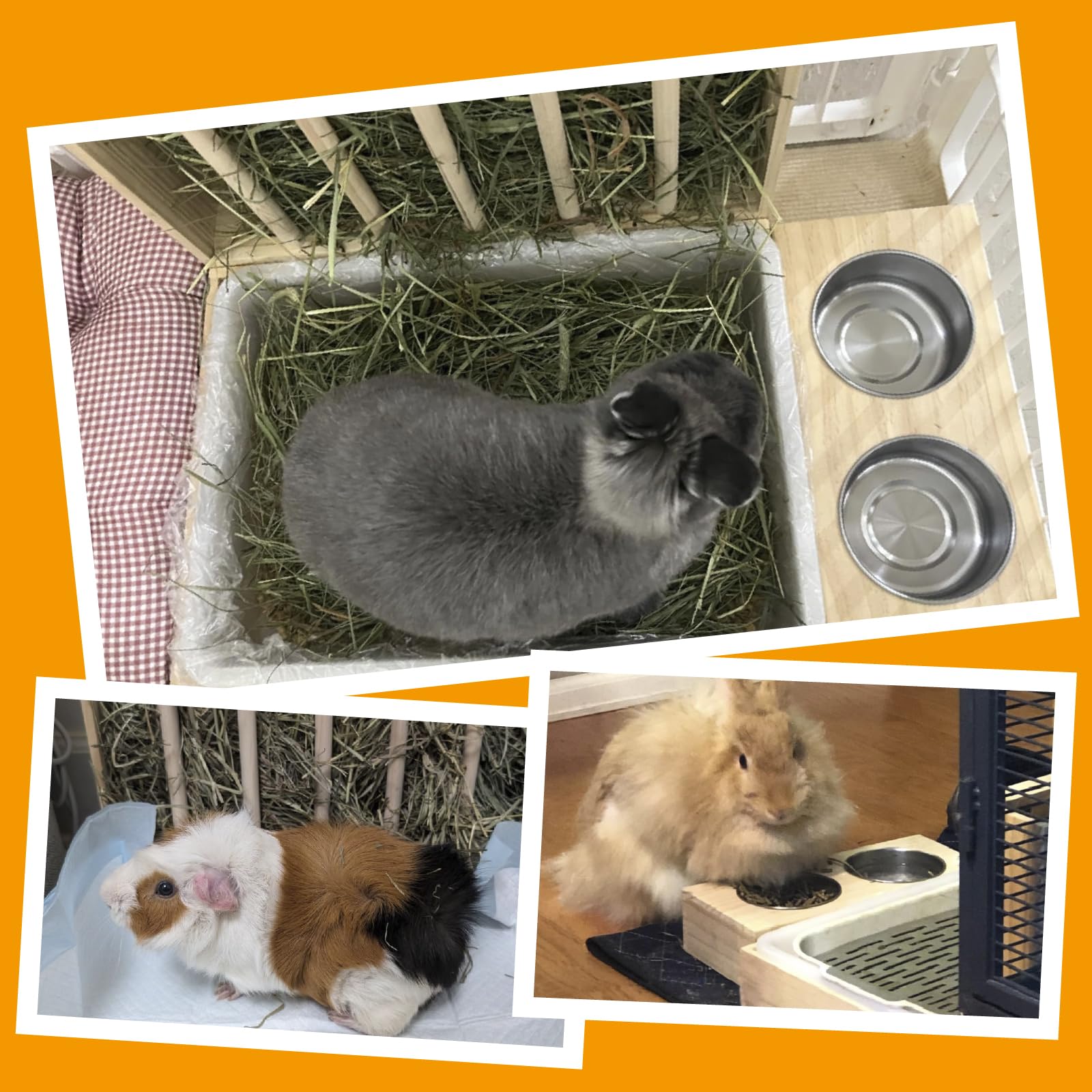 BESNEW lapin utilisant la mangeoire illustrant confort et propreté