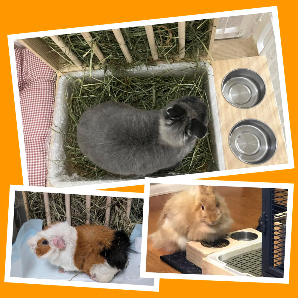 BESNEW lapin utilisant la mangeoire illustrant confort et propreté
