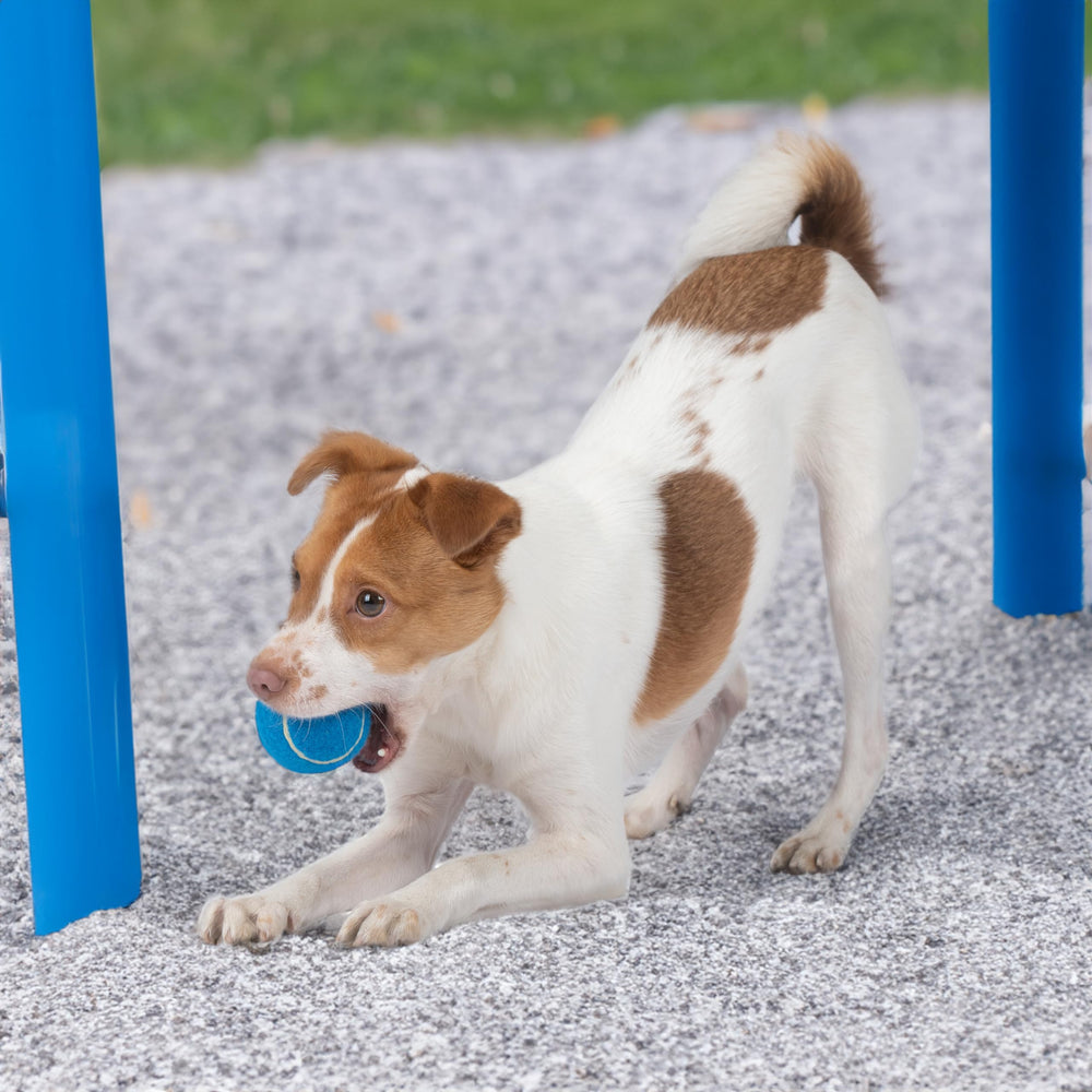 Best Pet Supplies balles dans cuve prêtes à l'emploi pour parties multiples