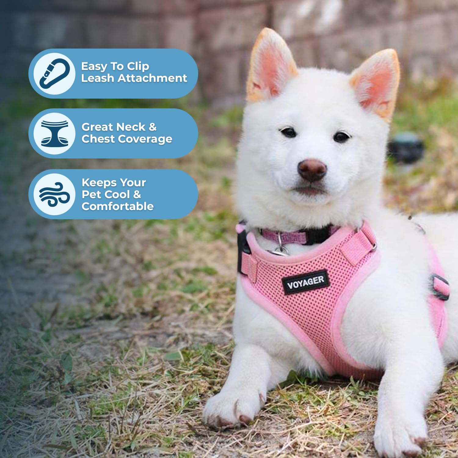 Best Pet Supplies détail de la boucle montre sécurité et solidité