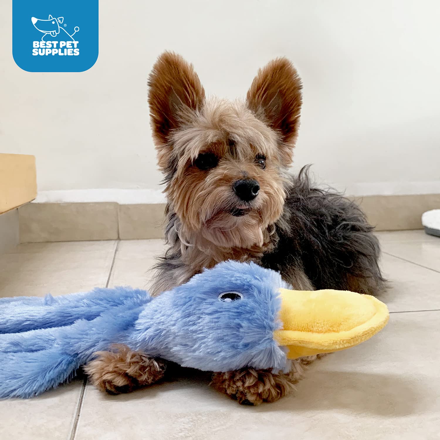 Best Pet Supplies chiot jouant avec le canard montrant divertissement sûr
