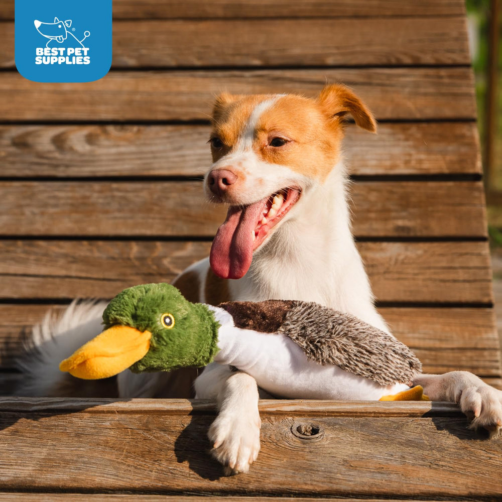 Best Pet Supplies mise en scène salon montrant jouet adapté aux jeux familiaux
