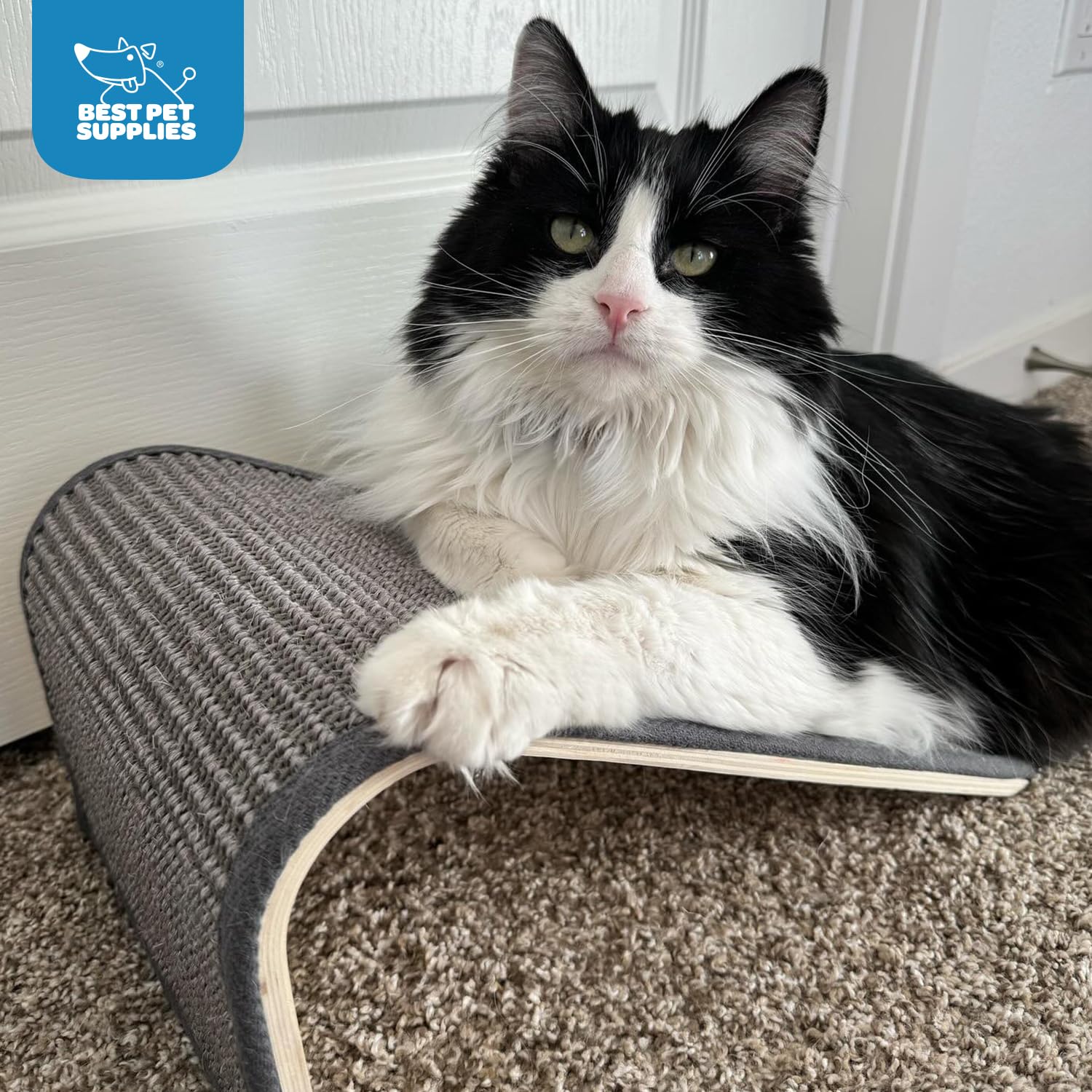 Best Pet Supplies Catify dans un salon illustrant intégration discrète et protection du mobilier