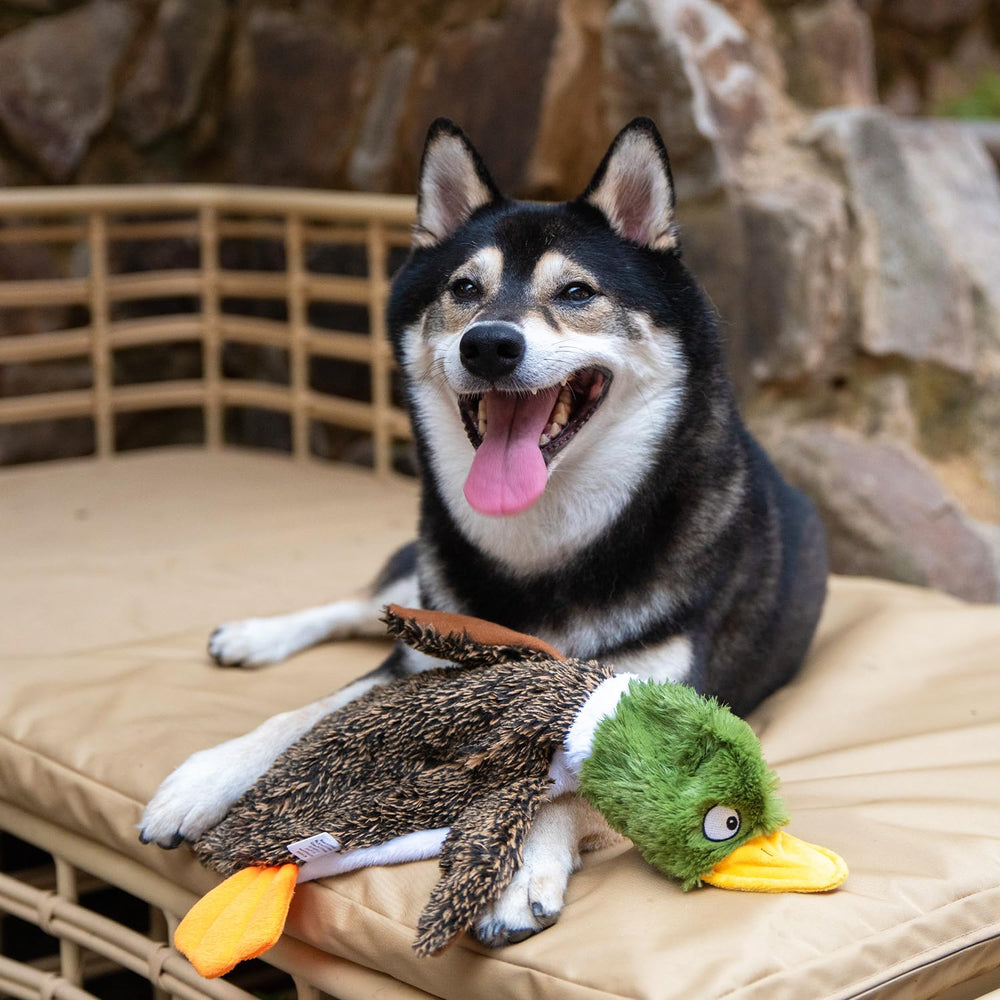 Best Pet Supplies comparaison d'échelle pour la taille L adaptée grands chiens