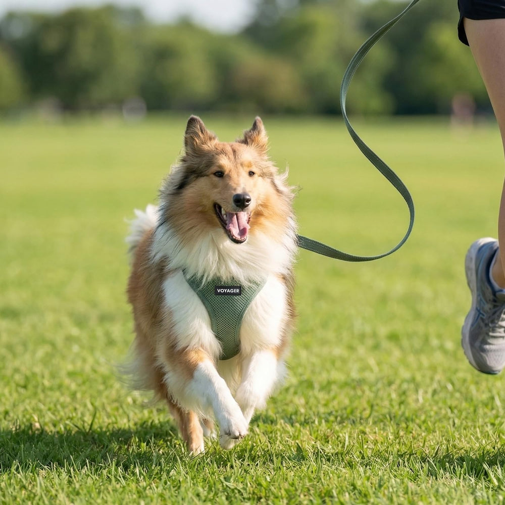 Best Pet Supplies comparaison tailles aidant choix précis de taille