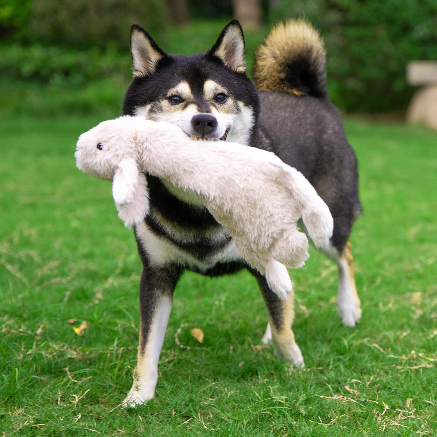 Best Pet Supplies chiot jouant avec le jouet, interaction ludique et divertissement supervisé
