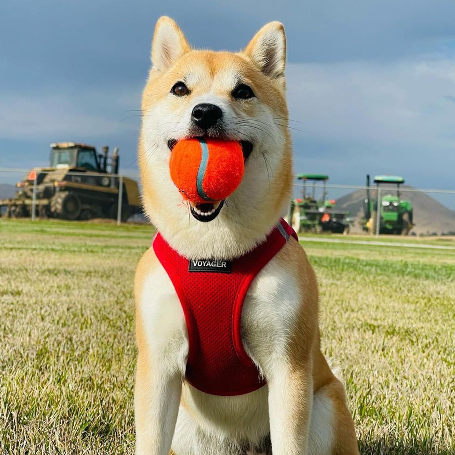 Best Pet Supplies harnais porté lors d'une promenade en ville pour contrôle